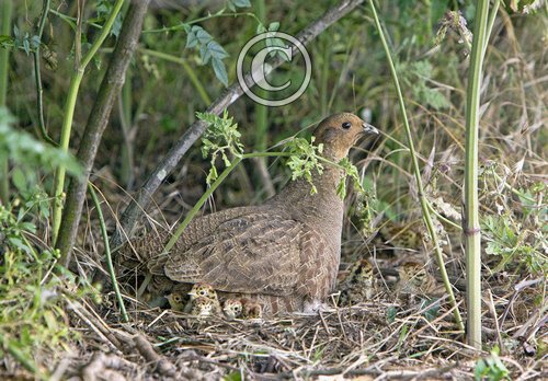 Grey Partridge with Chicks DM0494
